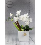 Luxusní dekorace v elegantním designu jedinečné keramiky a kvalitní orchideje.