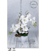 Květy krásné bílé orchideje která vám nikdy neodkvete