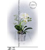 Dekorace s krásnou bílou orchidejí ve stříbrném květináči