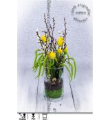 Krásná jarní dekorace na stůl se žlutými tulipány v islandském mechu
