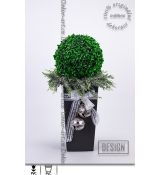 Vánoční buxus na ledovém cypřišku