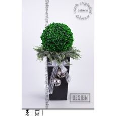 Vánoční buxus na ledovém cypřišku