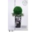 Vánoční buxus na ledovém cypřišku