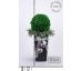 Vánoční buxus na ledovém cypřišku