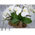 Svěží designová  dekorace s bílou orchidejí na teakovém dřevě