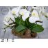 Svěží designová  dekorace s bílou orchidejí na teakovém dřevě