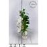 Plochá váza s květy bílé magnolie a listy jasanu