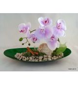 Ikebana bytová dekorace s orchidejí a mušlí.